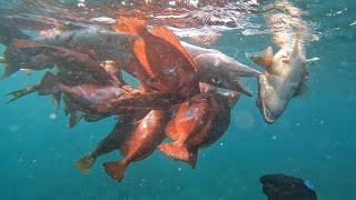 Spearing a 5 pound parrot fish and much more......Grenada Spearfishing