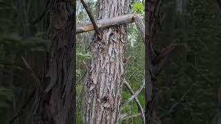 Как происходит пожар в тайге
