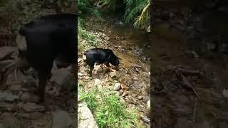 Bora!! Bora toma uma... #rottweiler