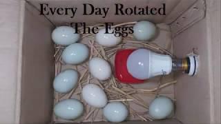 Home made Egg Incubator Very Easily | How To Make An Incubator Duck Eggs