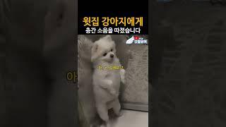 할말 다하는 강아지 ㅋㅋㅋㅋㅋㅋ