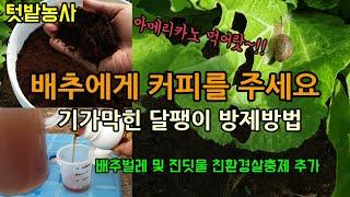 배추 무 달팽이 퇴치 방법 커피박(커피찌꺼기)을 이용한 달팽이 방제법 배추벌레와 진딧물이 생겨 친환경살충제를 주었습니다(How to Remove Snails with Coffee)