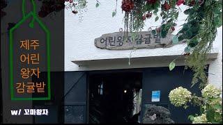 제주 어린왕자감귤밭에서 꼬마왕자님과 함께한 이야기