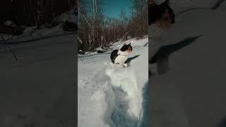 Cat in the snow | Cat walk in the forest