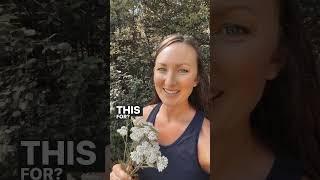 How to Forage for Yarrow and Make a Styptic Powder