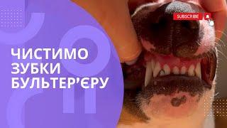 Лайфхаки як правильно чистити зуби собаці. Чищу зуби мініатюрному бультер’єру