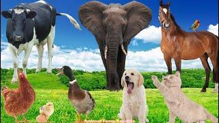 Wild Animal Sounds: Cow, Horse, Duck, Dog, Cat, Elephant, Hen - Animal Videos