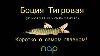 Боция тигровая (Syncrossus hymenophysa).