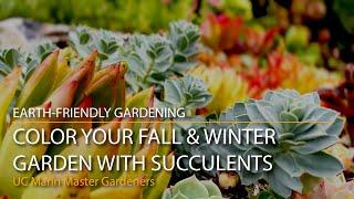 Color Your Fall & Winter Garden With Succulents