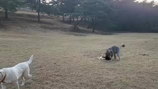 드론 먹어버릴꺼야!! 대형견 초대형견 소형견 강아지 미들 오브차카 큰강아지 큰개 시골강아지 곰이이야기 넌 내꺼야! 오브차카