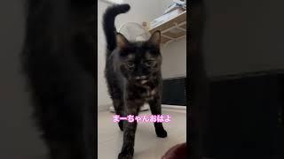 マーガレットおはよ　#shorts #cat #サビ猫　#ねこ　#猫