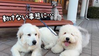 【嬉しい悲鳴】日本人よりも海外の人が集まる場所に行くとこういうことが起こります…｜グレートピレニーズ&オールドイングリッシュシープドッグ&トイプードル