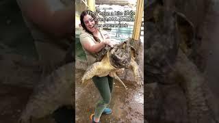 #tortoise#biggesttortoise#discovery#wild#nature#zoo#animalplanet