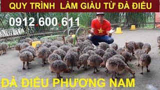 Quy Trình Làm Giàu Từ Đà Điểu, PHUONG NAM TV, Trang Trại Đà Điểu Phương Nam