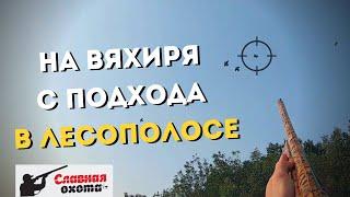 Охота на ВЯХИРЯ с подхода 2019\\Славная Охота на Кубани