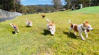 There's nothing quite like a bike ️ ride with all the doggies!️ their goofy grins!!