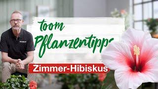 toom Pflanzentipps – Zimmer-Hibiskus | toom Baumarkt