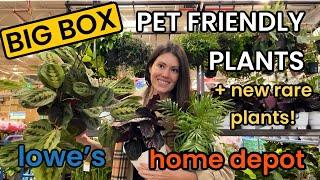 Big Box PET FRIENDLY & NEW RARE Plants! Lowes & Home Depot Plant Shopping Houseplants, Indoor Plants