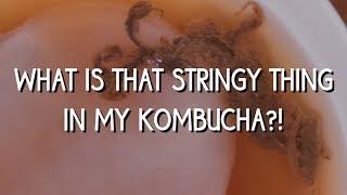 What's that stringy thing in my kombucha?