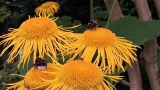 Echter Alant - Inula helenium / Scheinalant - Telekia speciosa