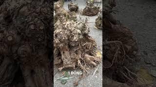 Làm gì bây giờ?