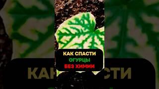 Почему желтеют листья у огурцов и как спасти урожай без химии #огурцы #сад #огород #дача