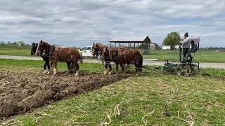 Plowing with 6 horses #drafthorses #percherons #mules #farm #hobbyfarm