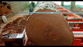 Sawing a Caltalpa Log