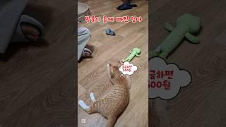 빠져~빠져~#농부고양이집사  #시골고양이 #방울이