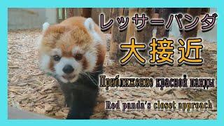 【１駅分の癒し】【4K】レッサーパンダ大接近　Приближение красной панды Red panda's closet approach