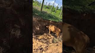 Cow eats the salty soil #cow #farming #feeding #animals