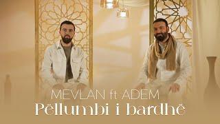 MEVLAN & ADEM | Pëllumbi i bardhë