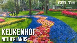 Keukenhof, Tulip Gardens -  Netherlands [4K HDR] Walking Tour