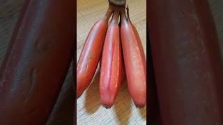 Red Banana... #youtubeshorts #redbanana #banana #viral #shortsfeed #subscribe