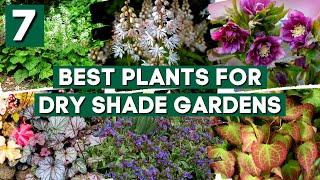 Dry Shade? NO PROBLEM! 7 Tough Perennials That Grow in Dry Shade 