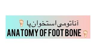 آناتومی استخوان پا  / Foot bone anatomy