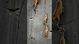 This the World’s Best Climber?   #wildlife #mountains #goat #animals #nature