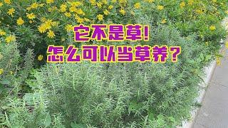 太奢侈！它不是草！怎么可以把它当草养？昆明的绿化好任性Too luxurious! It's not grass! How can it be raised as grass?