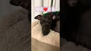 귀여운아이쥐️요들이