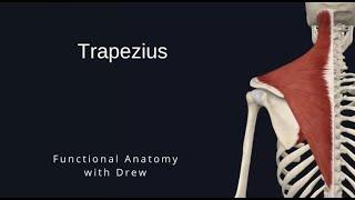 Trapezius