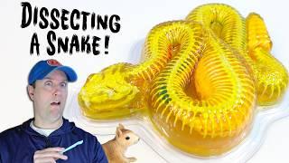 Dissect It Rattle Snake Super Lab Experiment Review with Cake Sprinkles?