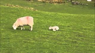 Lambs at Loughrigg Tarn