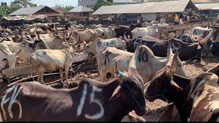 Price Of Cows, Goats, Rams And Other Livestock Animals In Edo State, Nigeria.