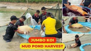 Jumbo 3-year-old Koi Fish harvest from mud pond