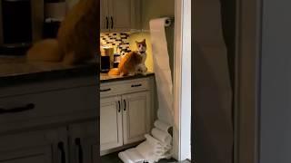 #87 Funny Cat videos  #meowing #memes #cute