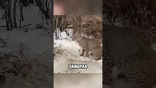 Рысь Поняла Что Человек Не Враг, А Друг! #животные