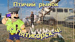 Pigeons prices bird market Pyatigorsk-ch1