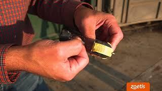 Using Datamars TSOs for Tissue Sampling | Zoetis Livestock Genetics