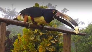 A morning at our bird feeder in Costa Rica