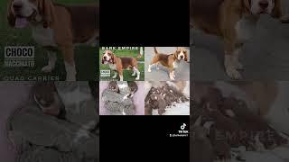 Beagle Stud Service #beagle #dog #BarkEmpire #StudService